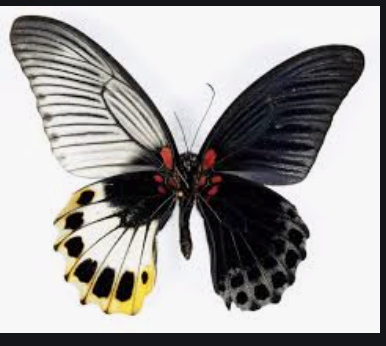 Screen Shot 2019-06-22 at 1.35.25 pm.png