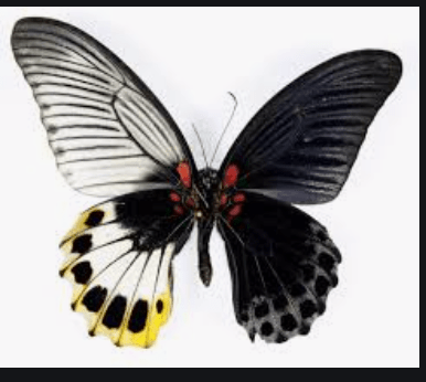 Screen Shot 2019-06-22 at 1.35.25 pm.png